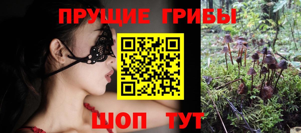 Псилоцибиновые грибы Psilocybe Электрогорск